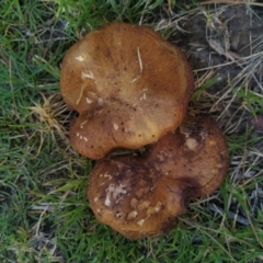 Unidentified Fungus at Goolwa, SA - 23 Apr 2022 by SamC_ 