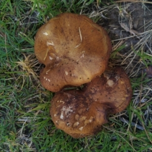 Unidentified Fungus (TBC) at suppressed by SamC_ 