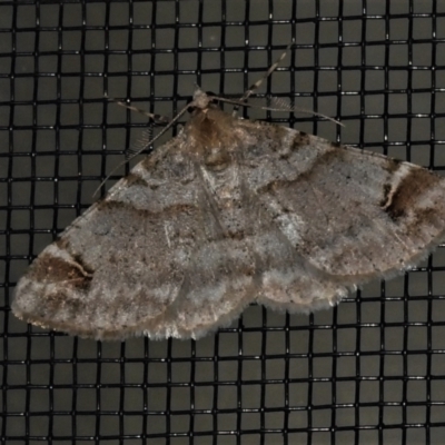 Syneora hemeropa (Ring-tipped Bark Moth) at Wanniassa, ACT - 23 Apr 2022 by JohnBundock