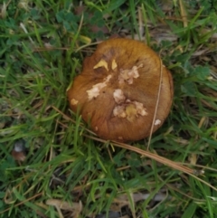 Unidentified Cap on a stem; gills below cap [mushrooms or mushroom-like] (TBC) at Goolwa, SA - 23 Apr 2022 by SamC_ 