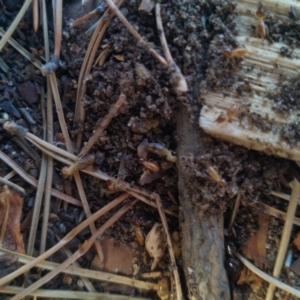 Unidentified Insect (TBC) at suppressed by SamC_ 