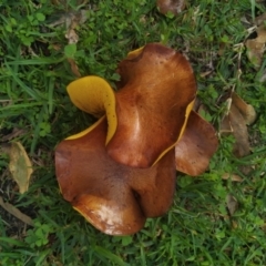 Unidentified Fungus (TBC) at suppressed - 23 Apr 2022 by SamC_ 