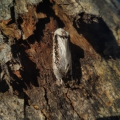 Oenosandra boisduvalii (Boisduval's Autumn Moth) at Goolwa, SA - 23 Apr 2022 by Sam_