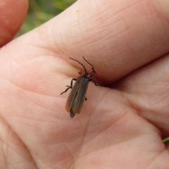 Trichalus sp. (genus) (Net-winged beetle) at Murramarang National Park - 22 Dec 2021 by Birdy