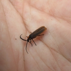 Trichalus sp. (genus) at South Durras, NSW - 22 Dec 2021