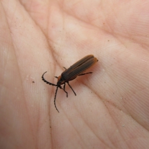 Trichalus sp. (genus) at South Durras, NSW - 22 Dec 2021