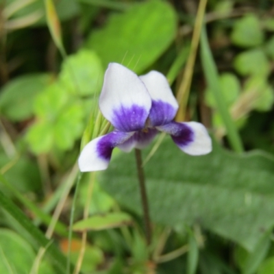 Viola sp. (Violet) at South Durras, NSW - 22 Dec 2021 by Amata