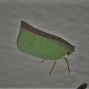 Siphanta acuta at Wanniassa, ACT - 21 Apr 2022 10:58 PM