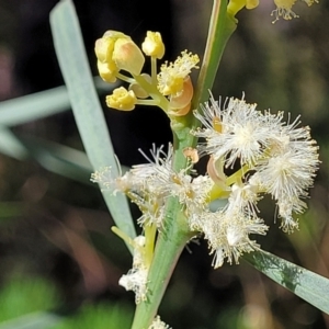 Acacia suaveolens at Hazelbrook, NSW - 24 Apr 2022