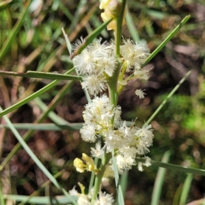 Acacia suaveolens at Hazelbrook, NSW - 24 Apr 2022