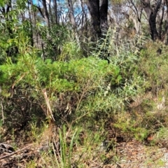 Acacia suaveolens at Hazelbrook, NSW - 24 Apr 2022