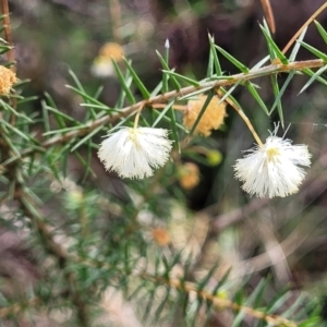 Acacia ulicifolia at Hazelbrook, NSW - 24 Apr 2022