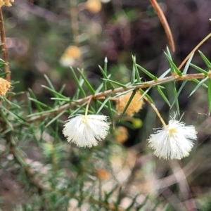 Acacia ulicifolia at Hazelbrook, NSW - 24 Apr 2022