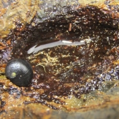 Nerita melanotragus (Black Nerite) at Lilli Pilli, NSW - 19 Dec 2021 by Birdy
