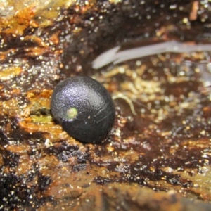 Nerita melanotragus at Lilli Pilli, NSW - 19 Dec 2021