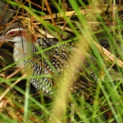 Gallirallus philippensis (Buff-banded Rail) at Watson, ACT - 21 Apr 2022 by TomW