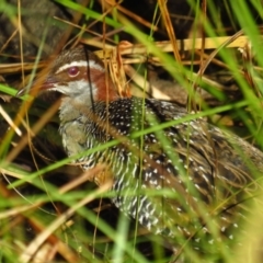 Gallirallus philippensis at Watson, ACT - 21 Apr 2022