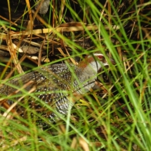 Gallirallus philippensis at Watson, ACT - 21 Apr 2022