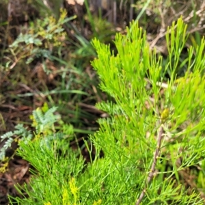 Isopogon anethifolius at Hazelbrook, NSW - 24 Apr 2022