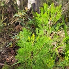 Isopogon anethifolius at Hazelbrook, NSW - 24 Apr 2022 10:47 AM