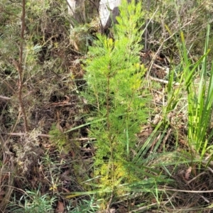 Isopogon anethifolius at Hazelbrook, NSW - 24 Apr 2022