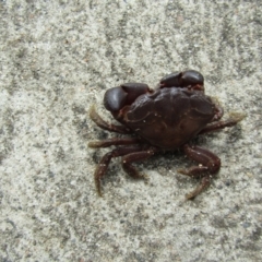 Ozius truncatus by Amata