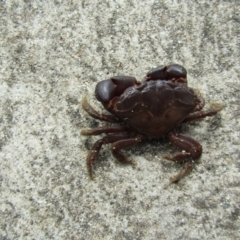 Unidentified Crab at Malua Bay, NSW - 19 Dec 2021 by Birdy