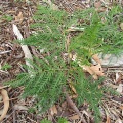 Pteridium esculentum (Bracken) at Lilli Pilli, NSW - 19 Dec 2021 by Birdy