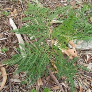 Pteridium esculentum at Lilli Pilli, NSW - 20 Dec 2021