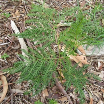 Pteridium esculentum (Bracken) at Lilli Pilli, NSW - 20 Dec 2021 by Amata