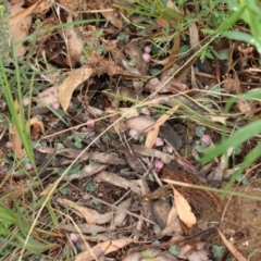 Corybas aconitiflorus (Spurred Helmet Orchid) at Wingecarribee Local Government Area - 24 Apr 2022 by Snowflake