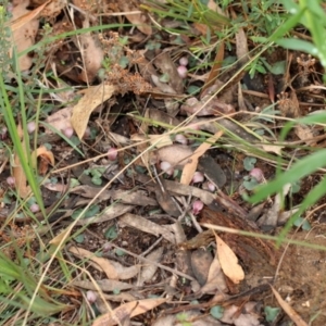 Corybas aconitiflorus at Mittagong, NSW - 24 Apr 2022
