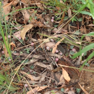 Corybas aconitiflorus (Spurred Helmet Orchid) at Wingecarribee Local Government Area - 24 Apr 2022 by Snowflake