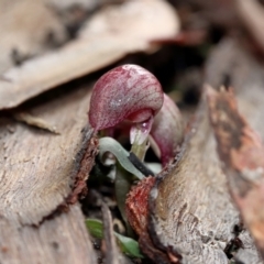 Corybas aconitiflorus at Mittagong, NSW - 24 Apr 2022