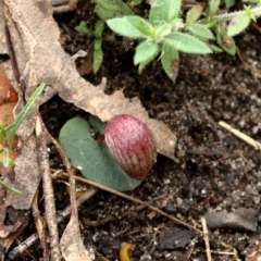 Corybas aconitiflorus at Mittagong, NSW - 24 Apr 2022