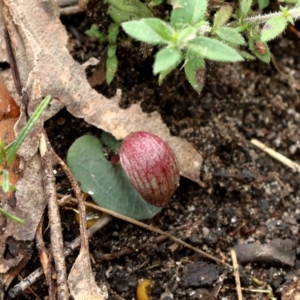 Corybas aconitiflorus at Mittagong, NSW - 24 Apr 2022