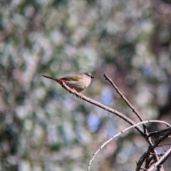 Neochmia temporalis (Red-browed Finch) at Corry's Wood - 24 Apr 2022 by Darcy