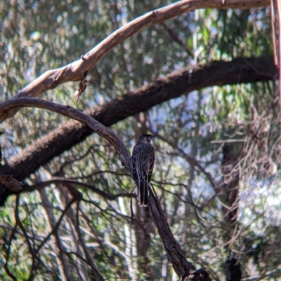 Anthochaera carunculata (Red Wattlebird) at Corry's Wood - 24 Apr 2022 by Darcy