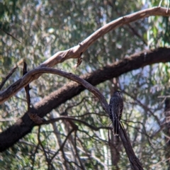 Anthochaera carunculata at Thurgoona, NSW - 24 Apr 2022