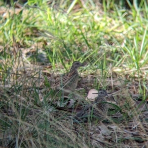 Turnix varius at Thurgoona, NSW - 24 Apr 2022