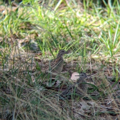 Turnix varius (Painted Buttonquail) at Albury - 24 Apr 2022 by Darcy