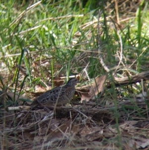 Turnix varius at Thurgoona, NSW - 24 Apr 2022 11:06 AM