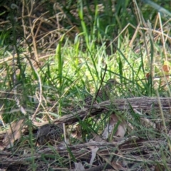 Turnix varius at Thurgoona, NSW - 24 Apr 2022 11:06 AM