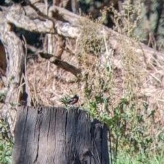 Petroica boodang (Scarlet Robin) at Corry's Wood - 24 Apr 2022 by Darcy
