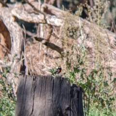 Petroica boodang at Thurgoona, NSW - 24 Apr 2022 11:07 AM