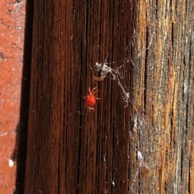 Acari (informal subclass) (Unidentified mite) at Aranda, ACT - 24 Apr 2022 by KMcCue