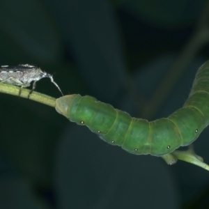 Oechalia schellenbergii at Ainslie, ACT - 1 Feb 2022