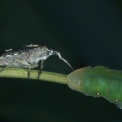 Oechalia schellenbergii at Ainslie, ACT - 1 Feb 2022