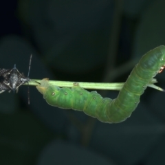 Oechalia schellenbergii at Ainslie, ACT - 1 Feb 2022