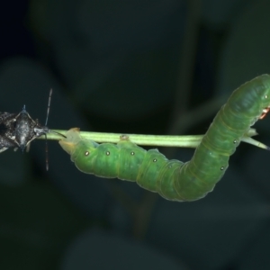 Oechalia schellenbergii at Ainslie, ACT - 1 Feb 2022